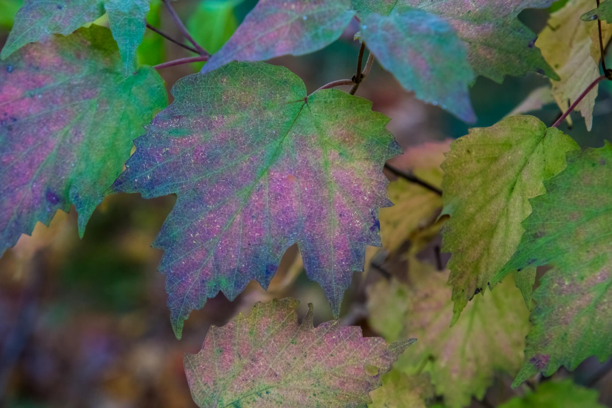 westborough-colorful-fall-leaves-wpix-10-21-2020-4286-.JPG