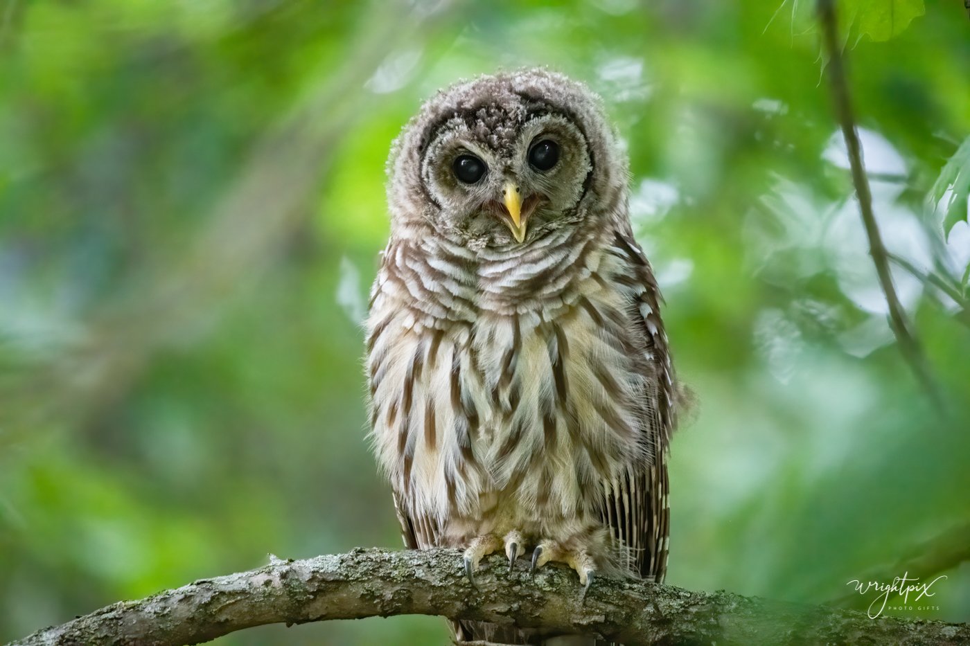 ashland_owls1120-.JPG