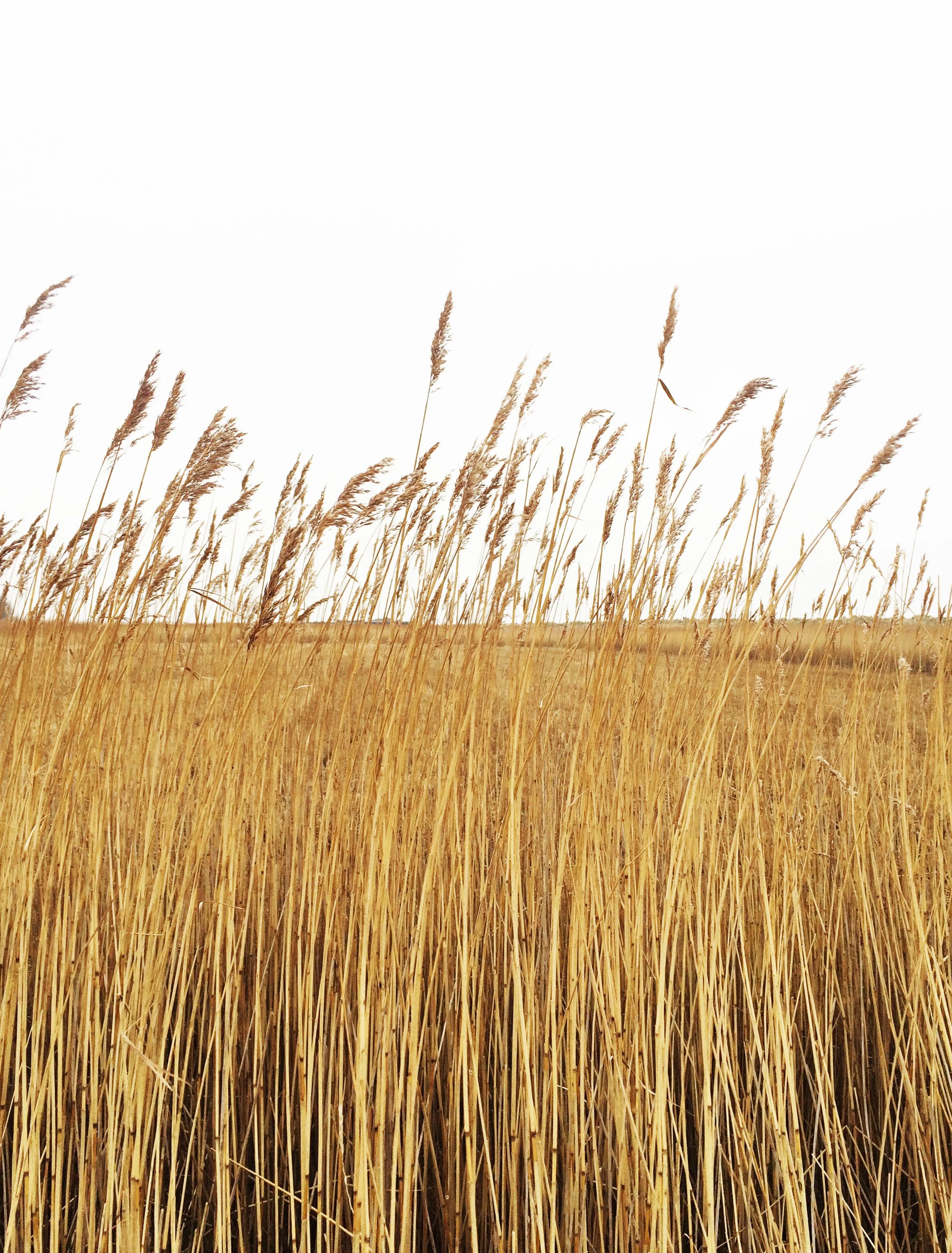 REED BEDS AT SNAPE, SUFFOLK (Copy)