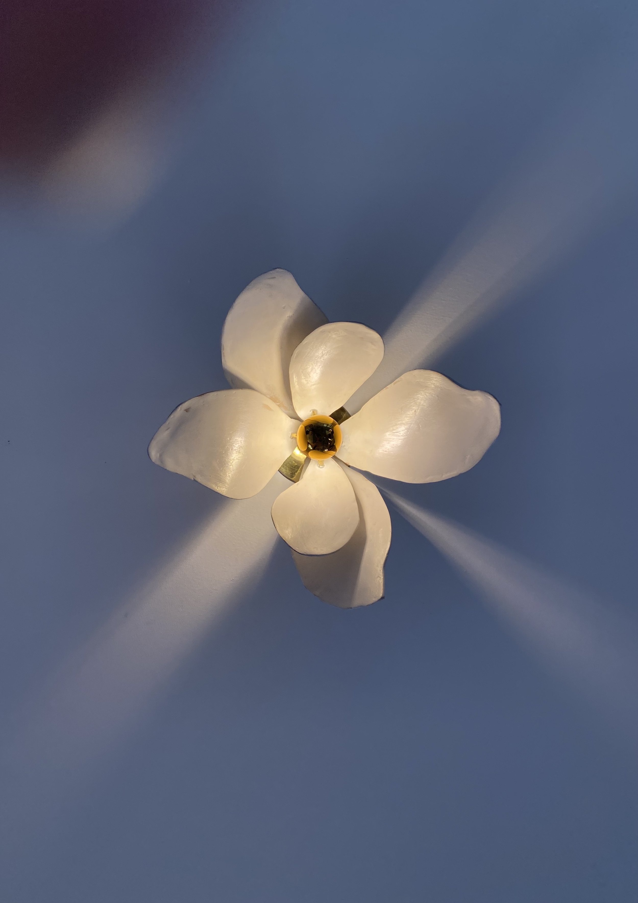 underneath magnolia.jpeg