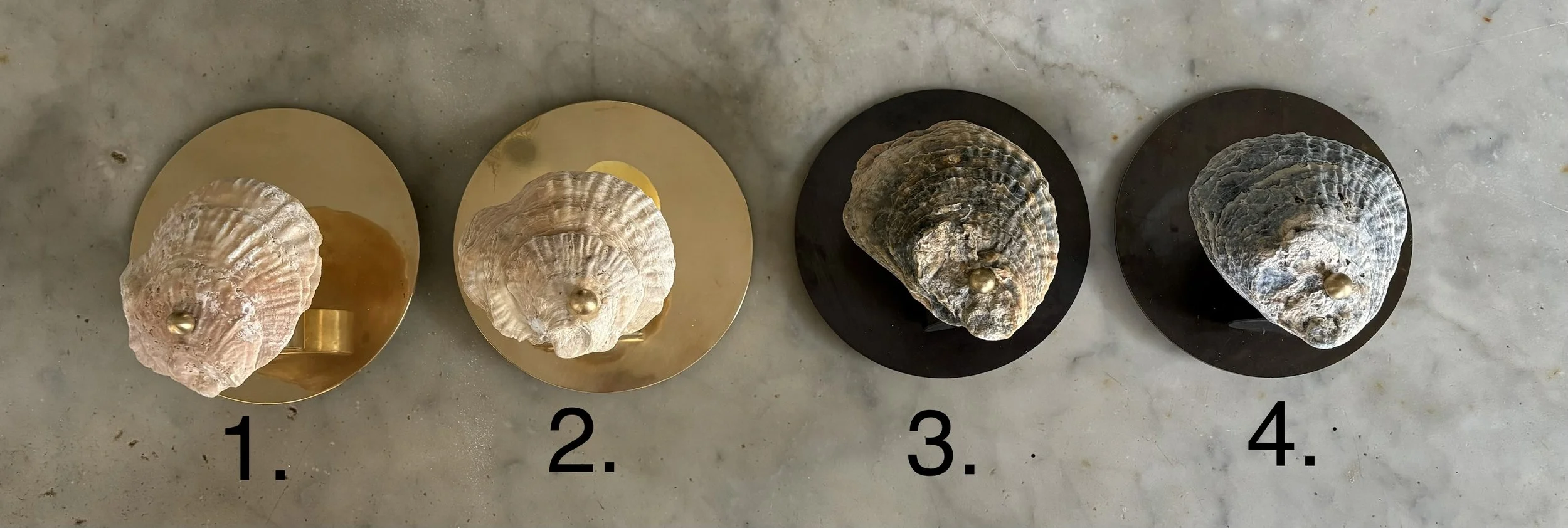 shells.jpg