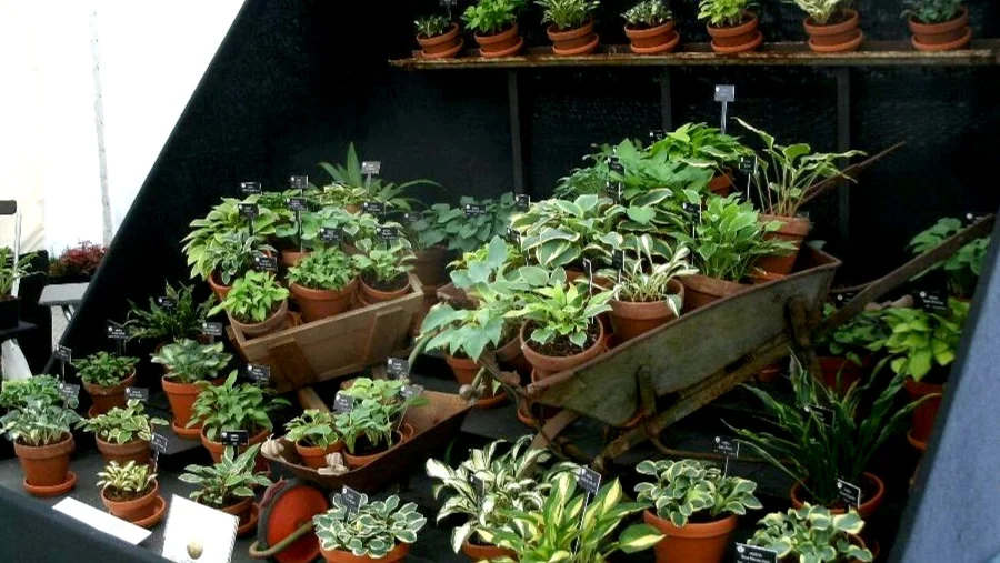Jonathan’s Silver-Gilt stand at RHS Chatsworth Flower Show 2019