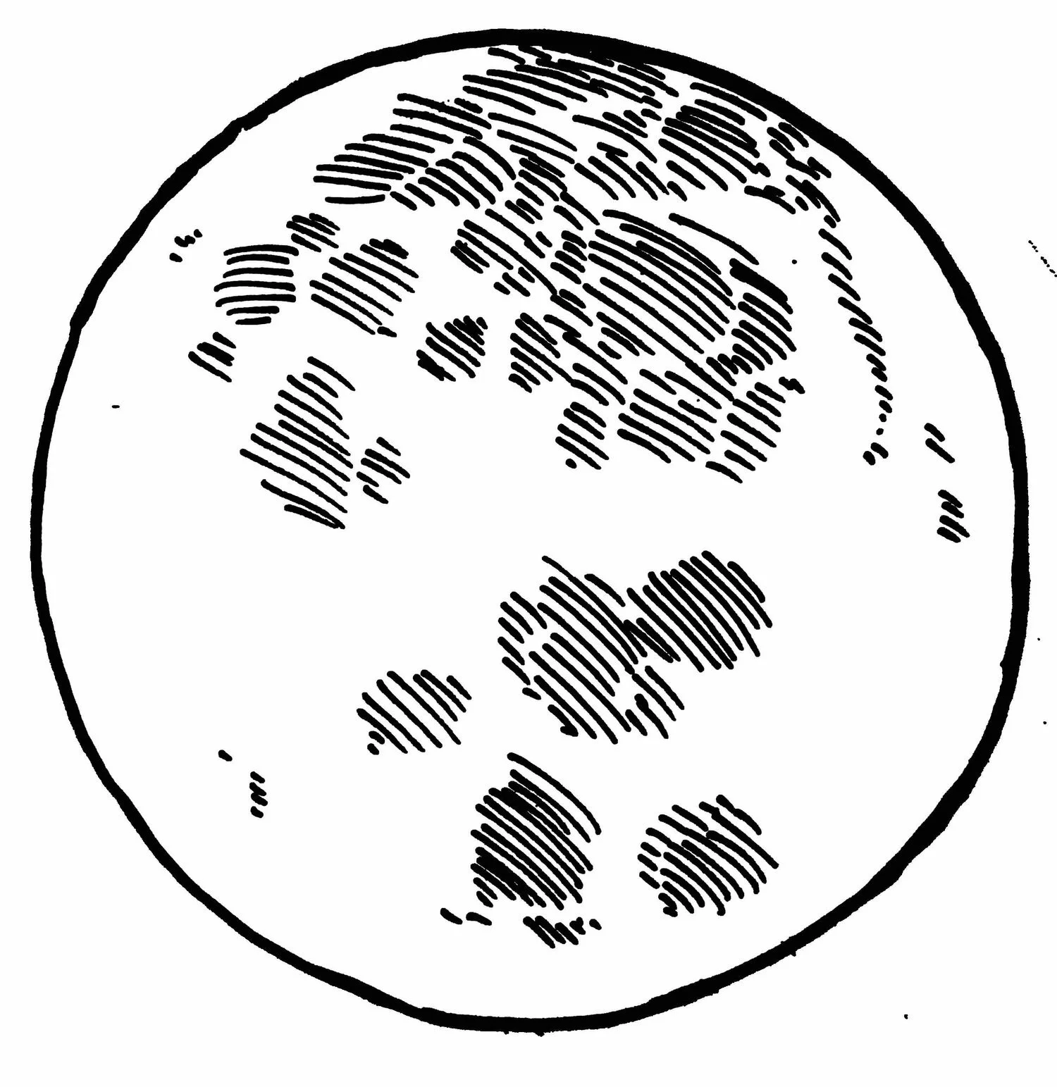 Trio - Pearl Hour - Ben Herod Trio 