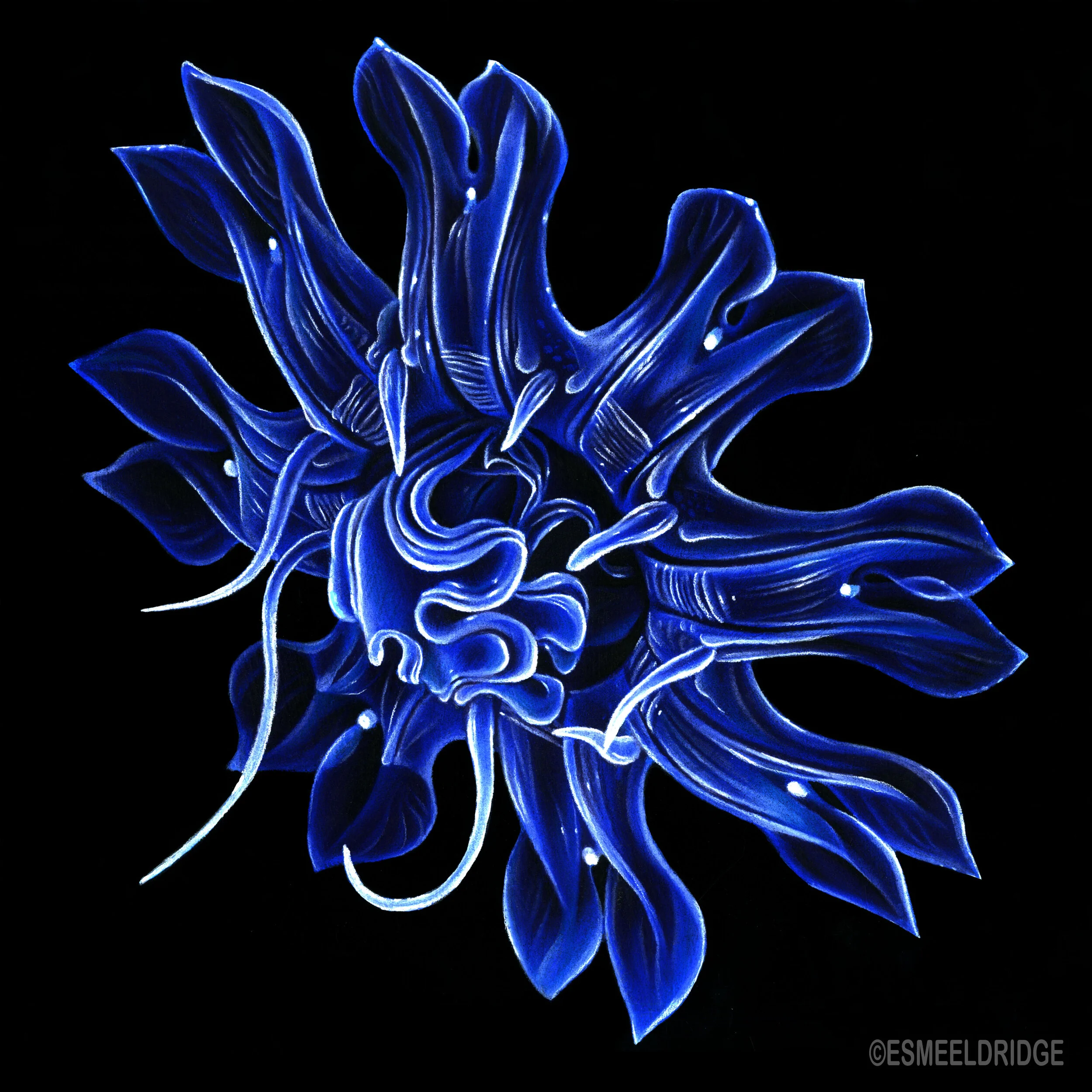 Ephyrae, 2019