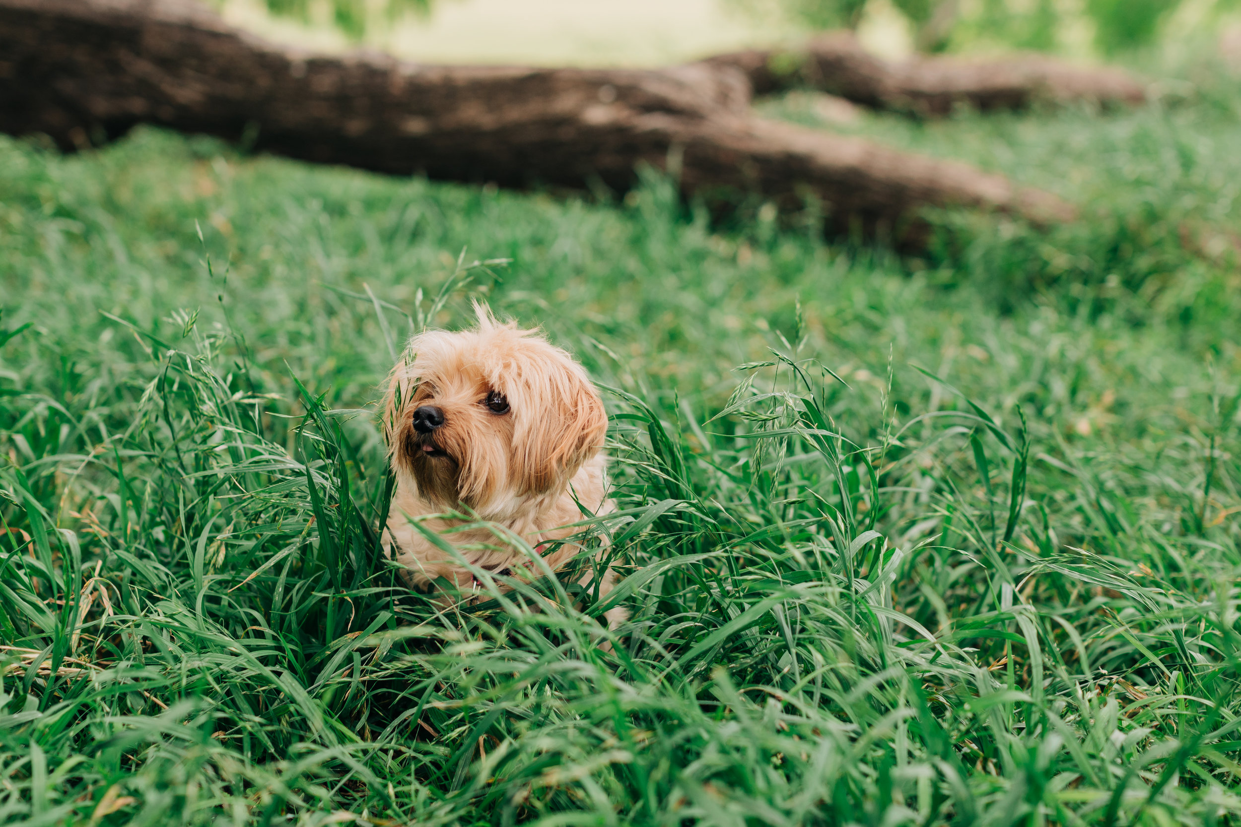 AustinPetPortraits-ZilkerPark-Mocha-5.jpg