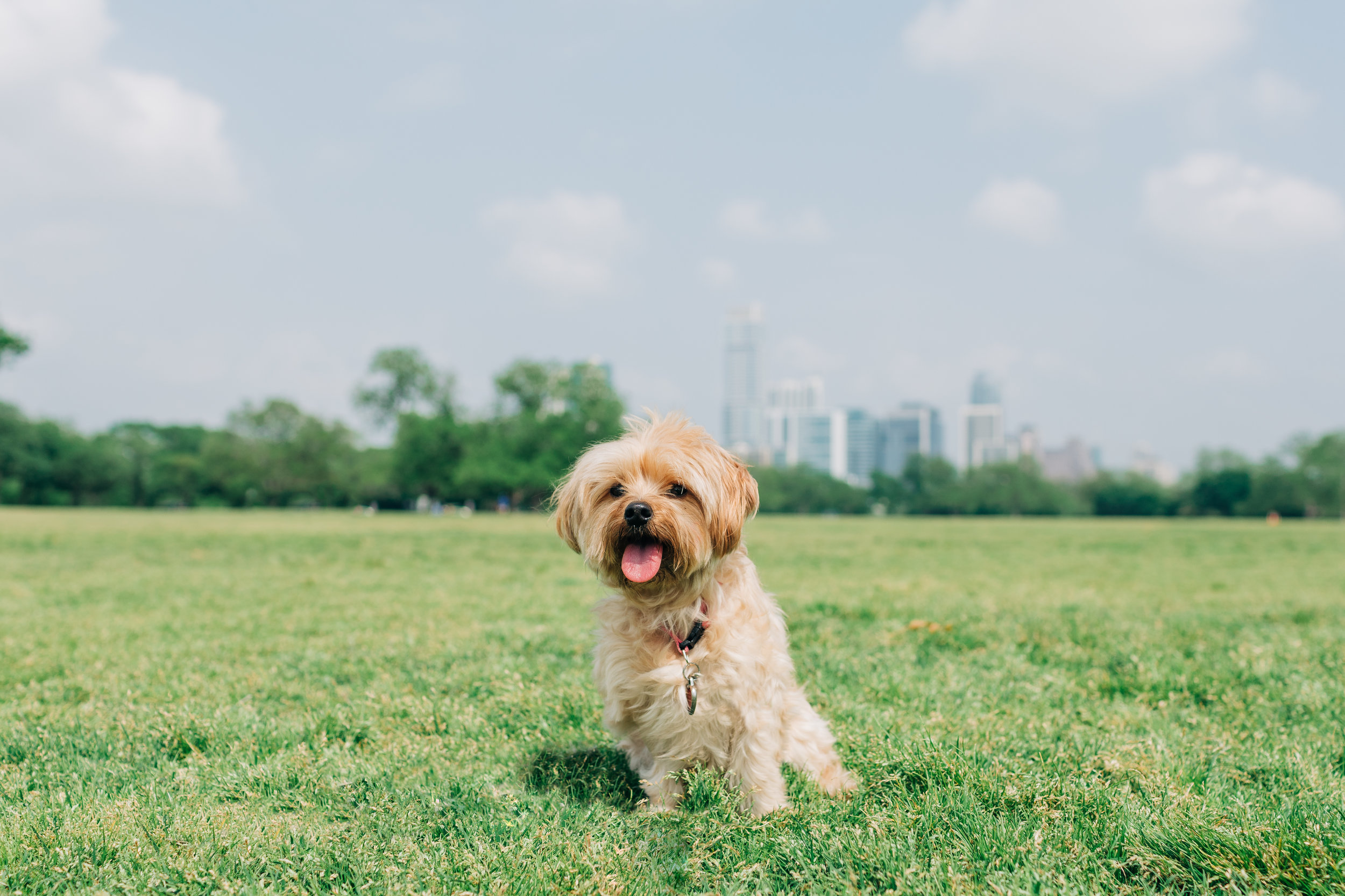 AustinPetPortraits-ZilkerPark-Mocha-16.jpg