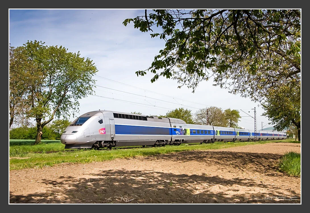 From where does a fish rot?