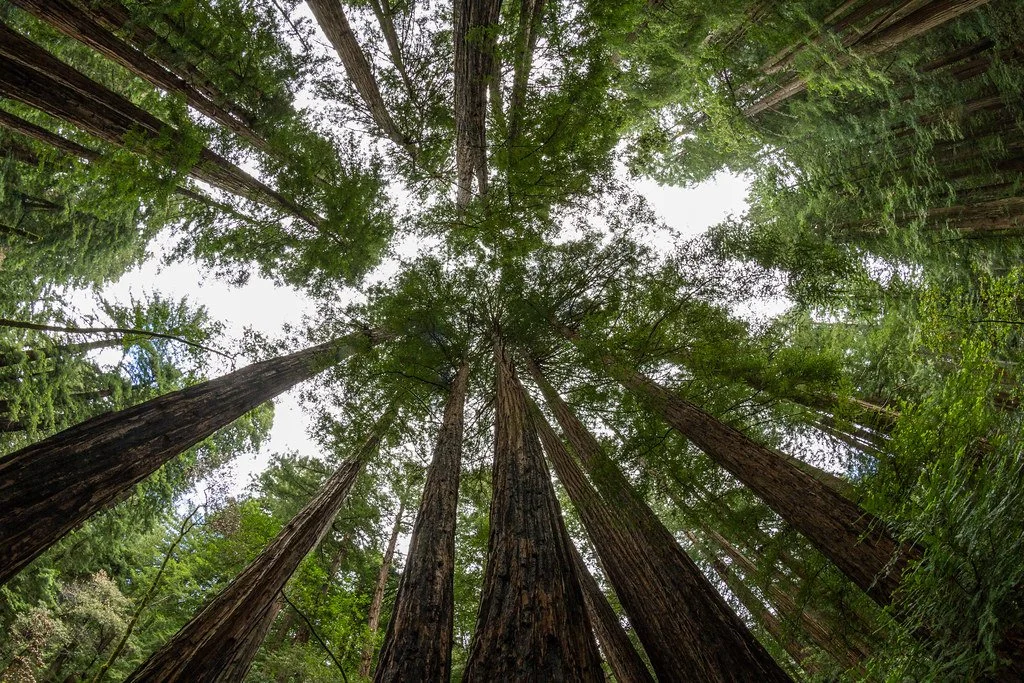 Free-market approaches to regional environmental assets successful and feasible, experts say