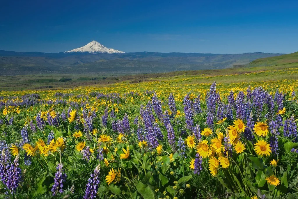 Imagine a city that was self-creating