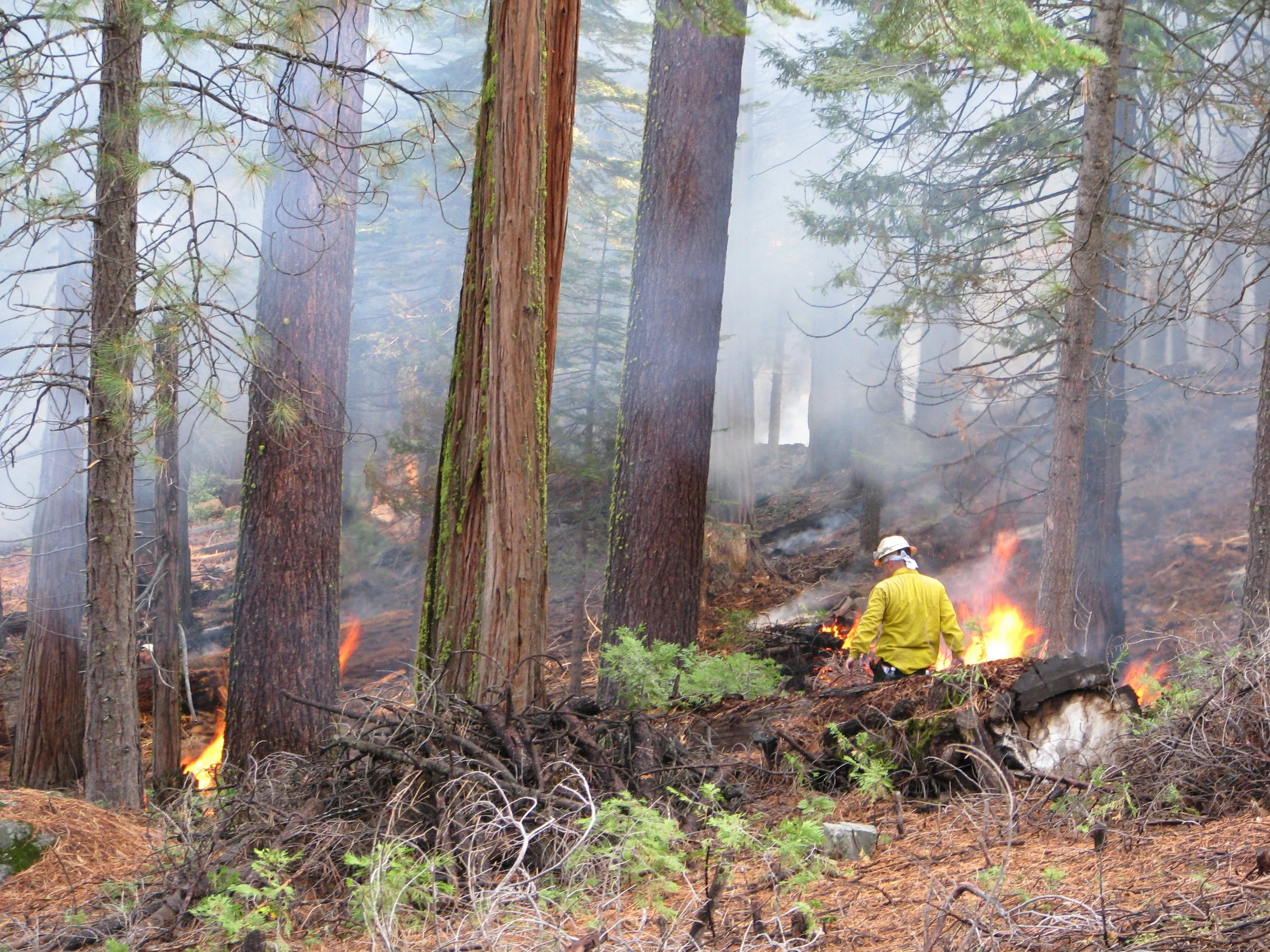 Do CA’n policymakers care about our forests?