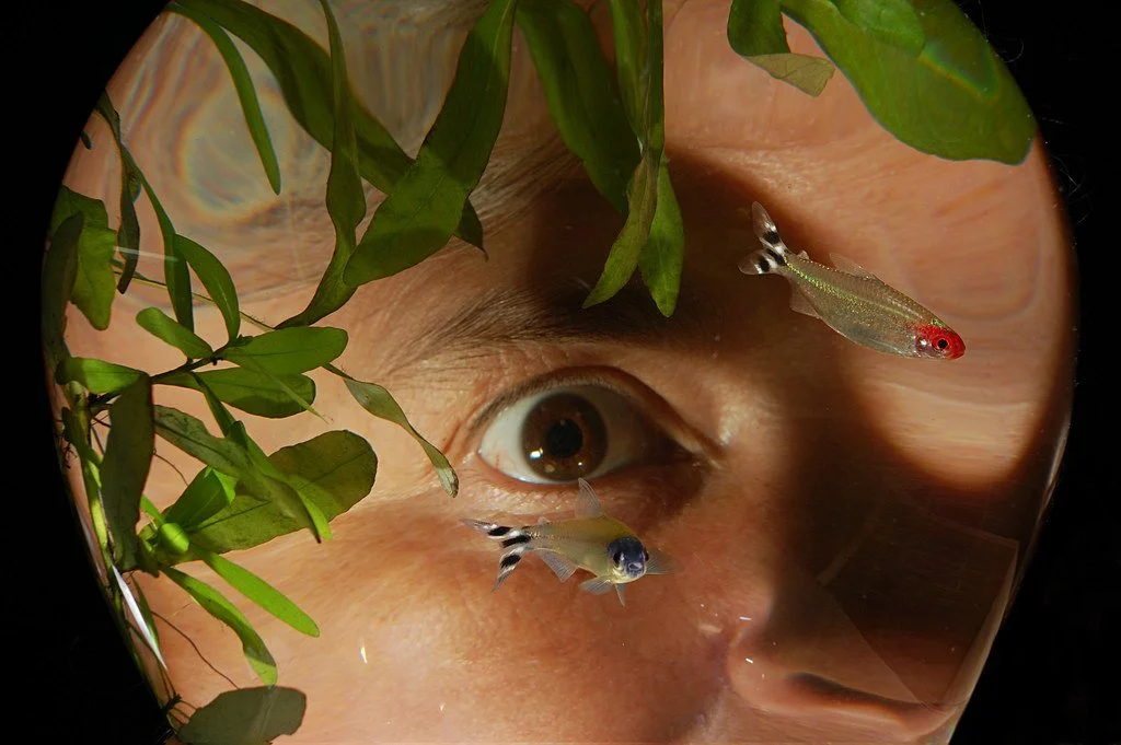 One fish, two fish, smelt fish, true sitch