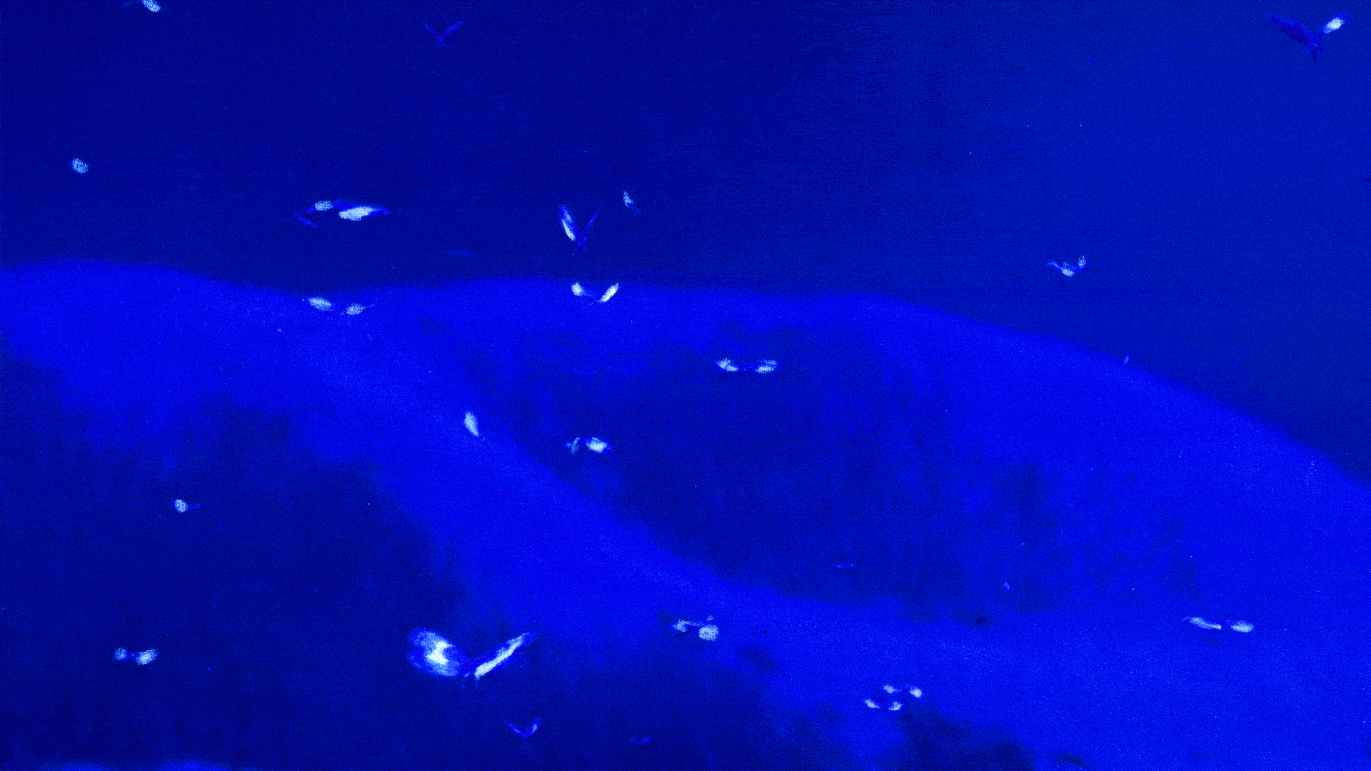 Butterflies_Compressed.gif