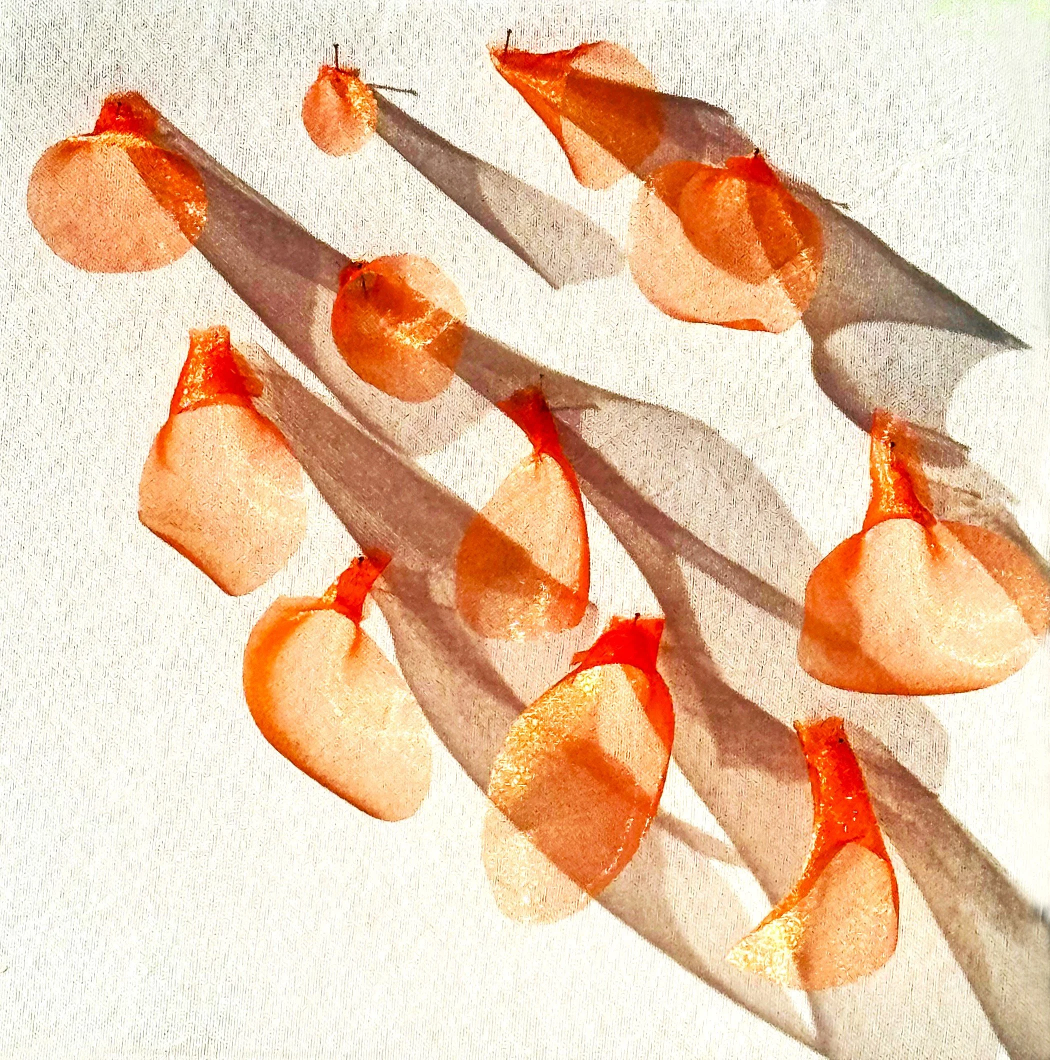 Graminski_Orange a.jpg
