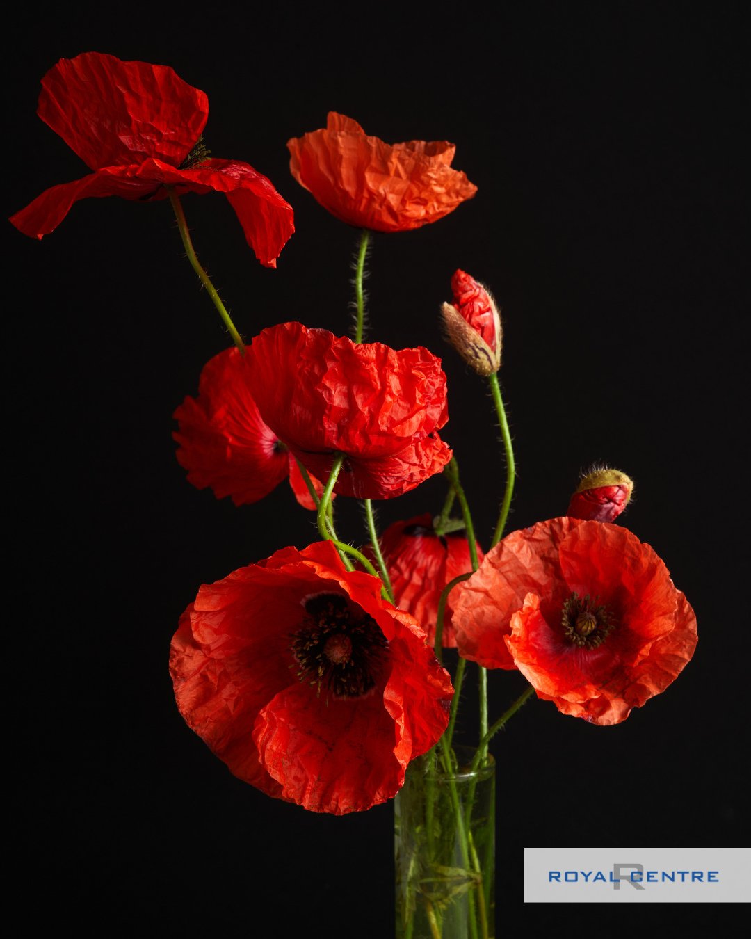 🕯️ Today, we pause to honour the courage and sacrifices of those who have served our country. Their dedication is a reminder of the true meaning of freedom. 🇨🇦⁠
⁠
Royal Centre will be CLOSED today in observance of Remembrance Day.⁠
⁠
#RoyalCentre 