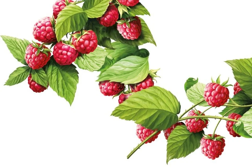 Russian-Standard-Raspberry-Master-Illustration.jpg