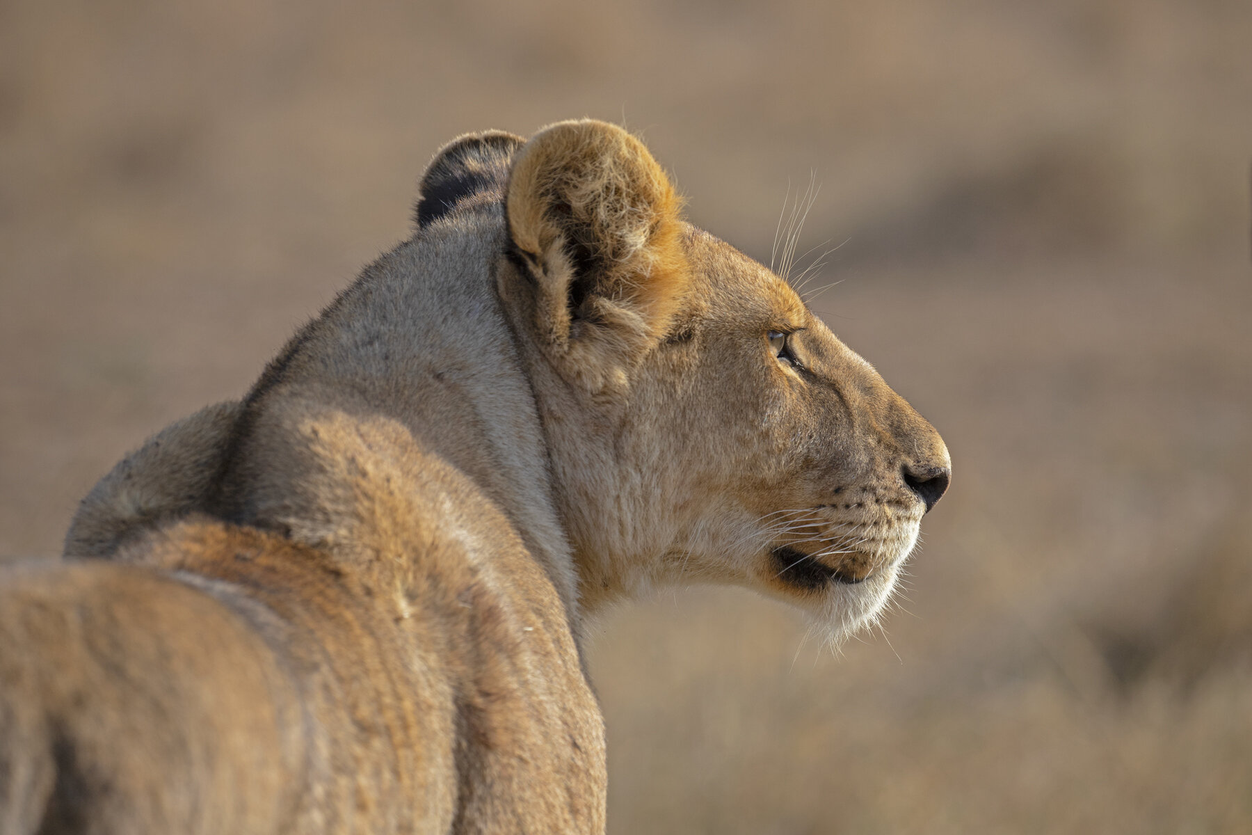 Lion Stare