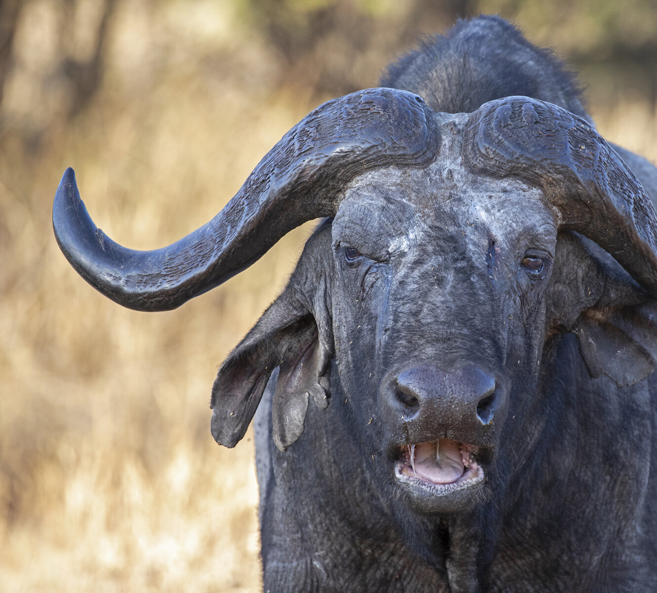 Cape Buffalo Portrait 1