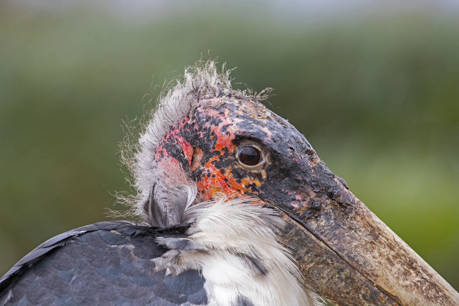 Marabou Head
