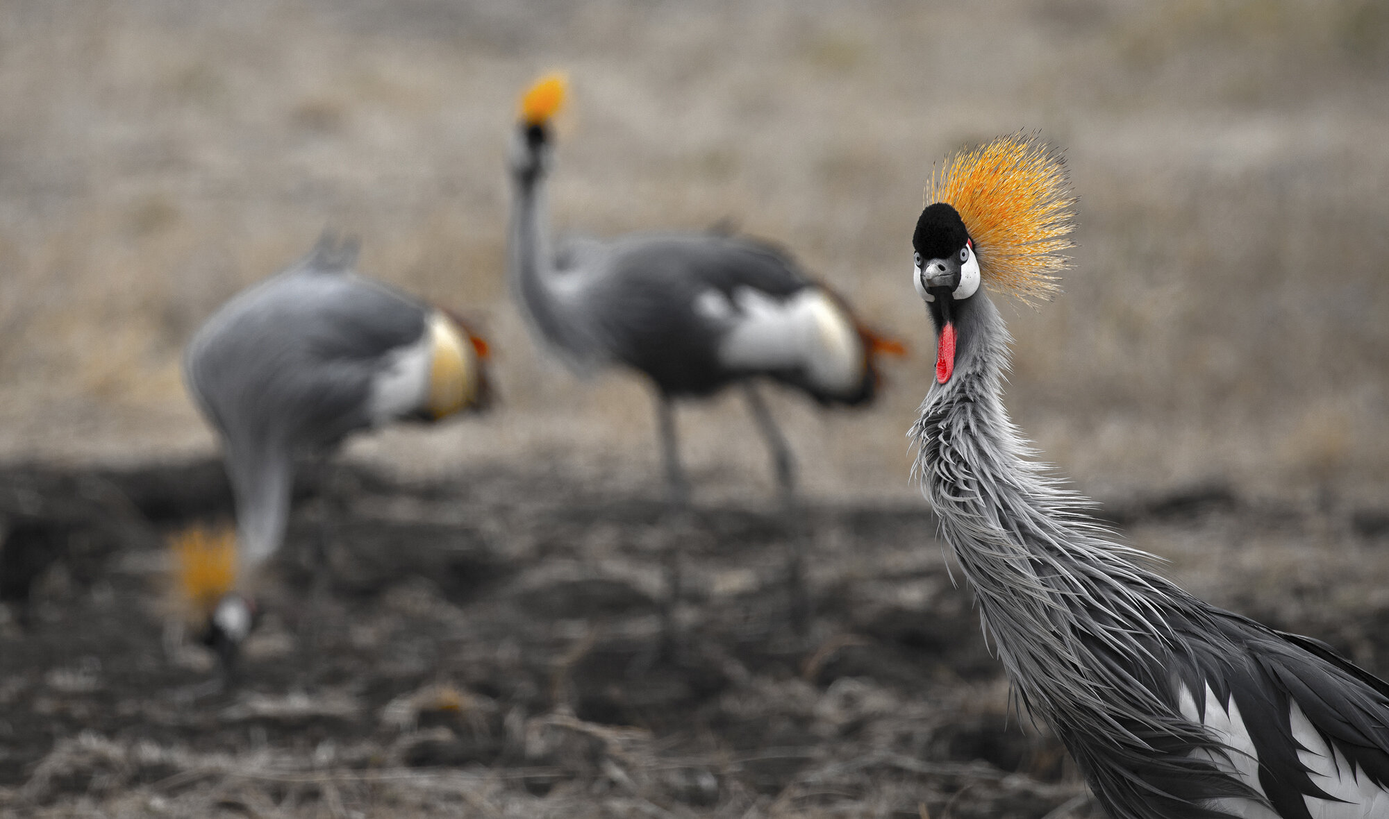 Grey Crowned Cranes