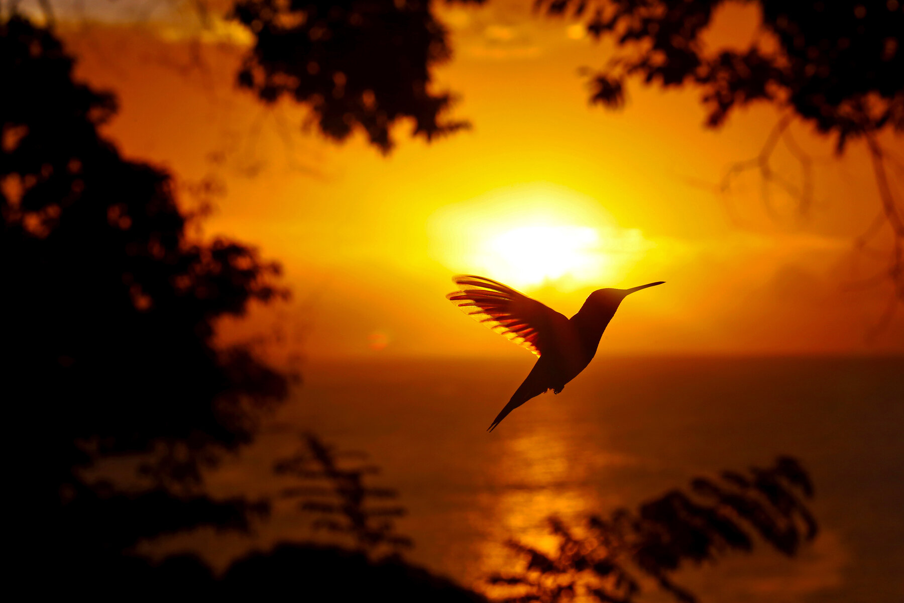 Sunset Hummer 1