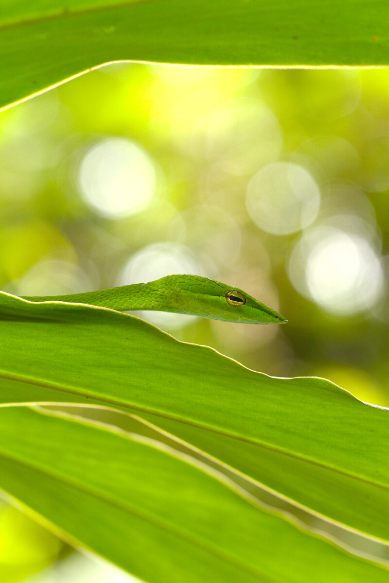 Green Whip Snake Portrait