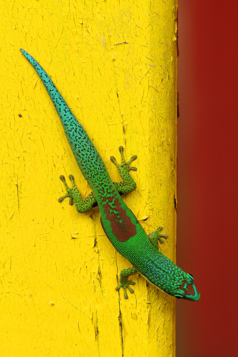 Day Glow Gecko