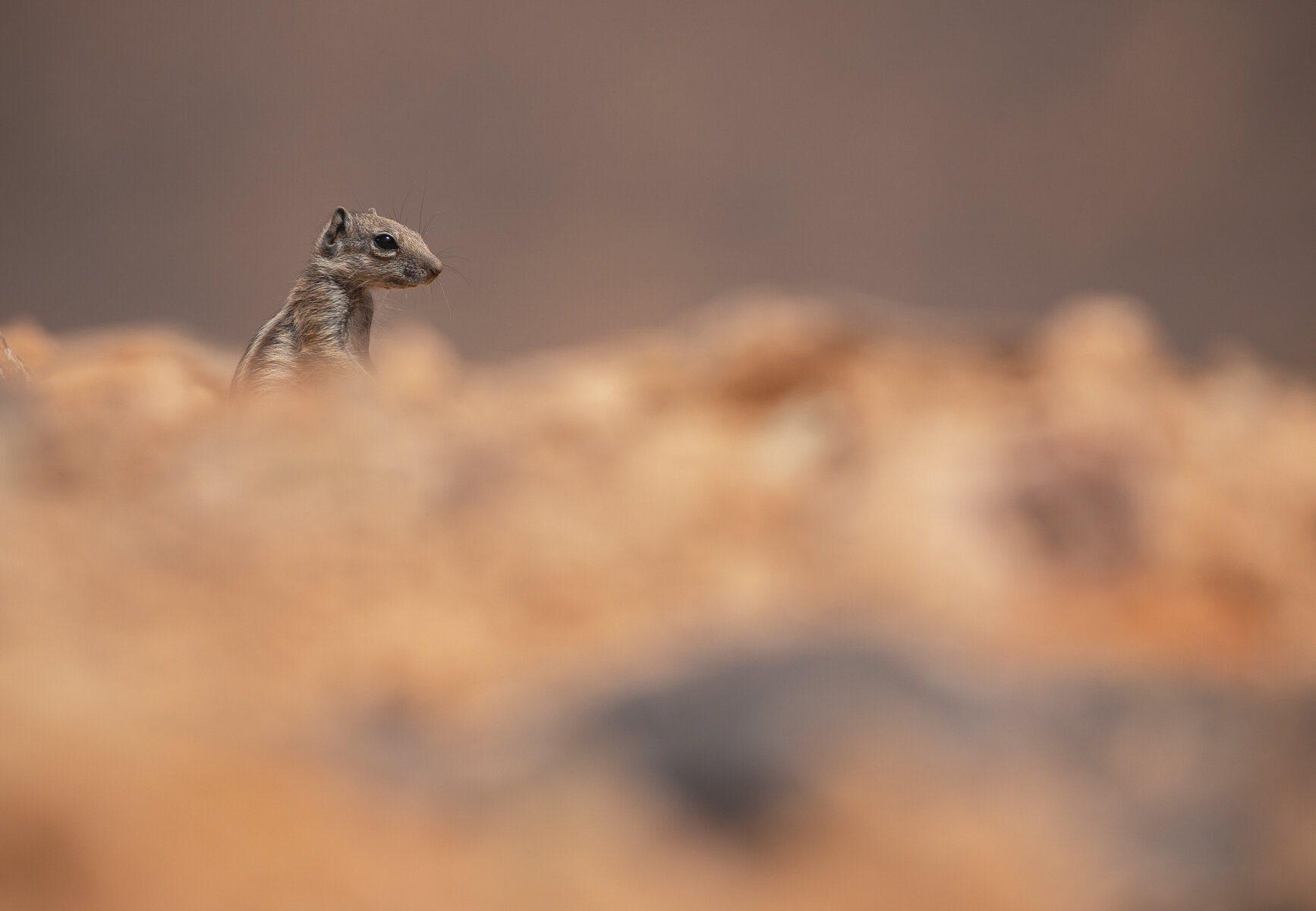 Ground Squirrel, Morocco 1