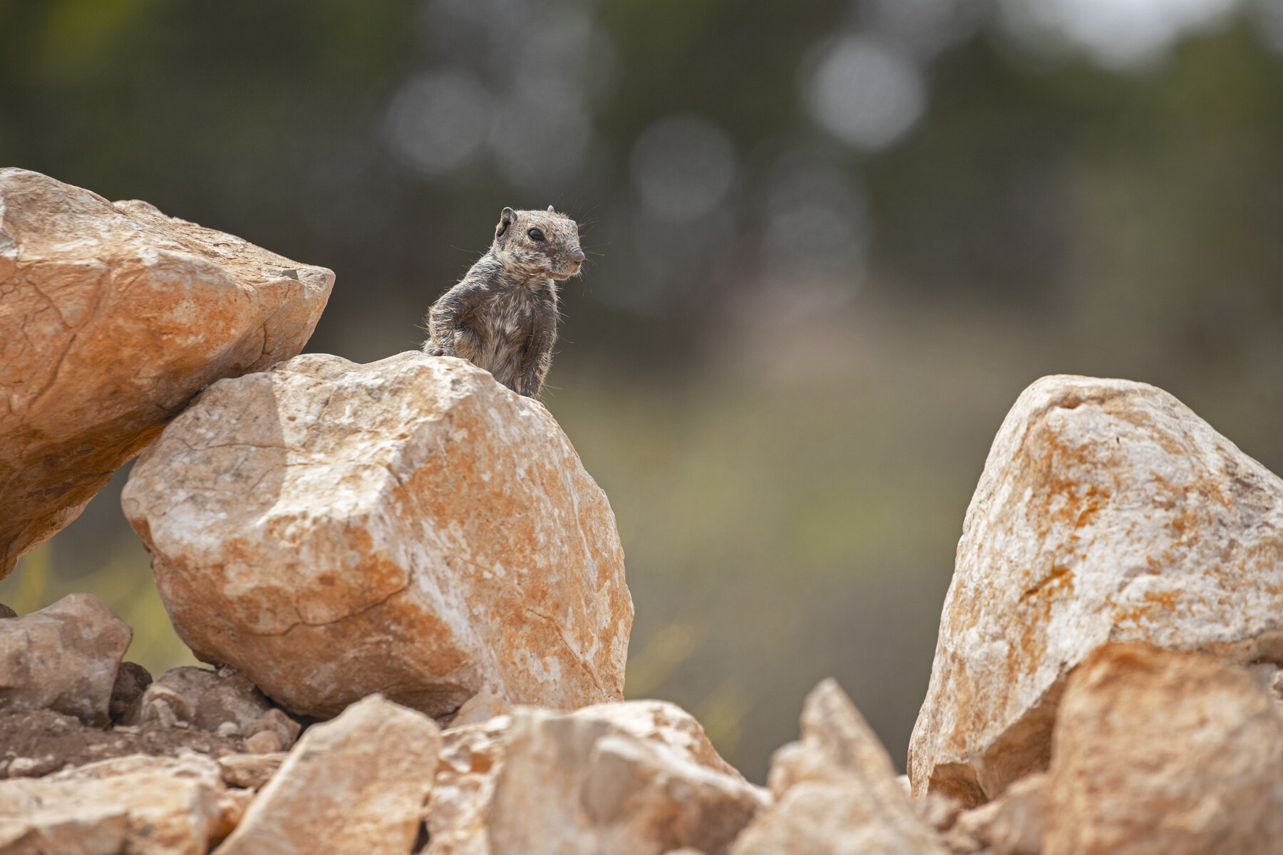 Ground Squirrel Morocco 2