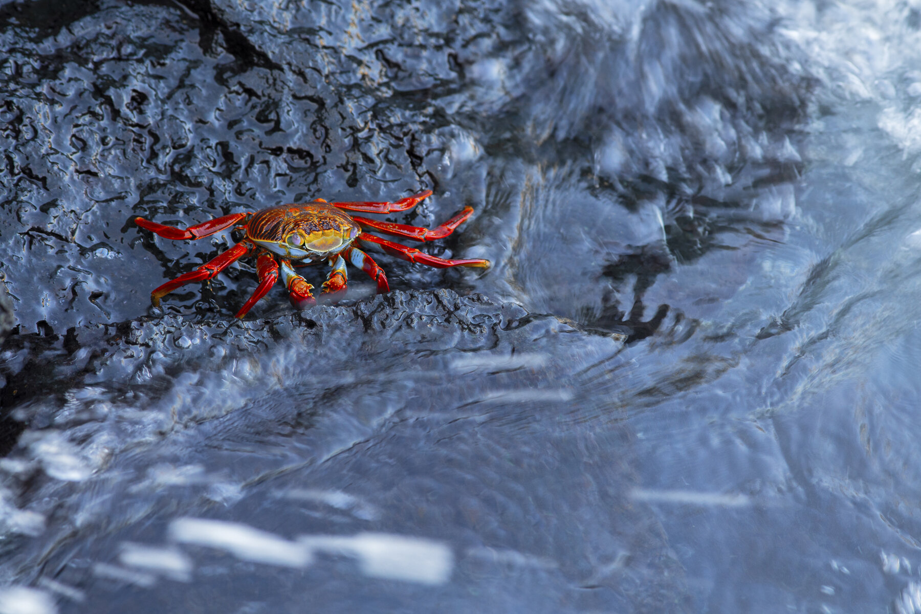 Sally Lightfoot Crab 1