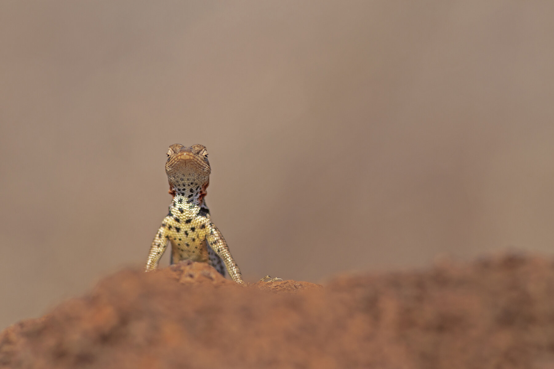 Lovely Lava Lizard