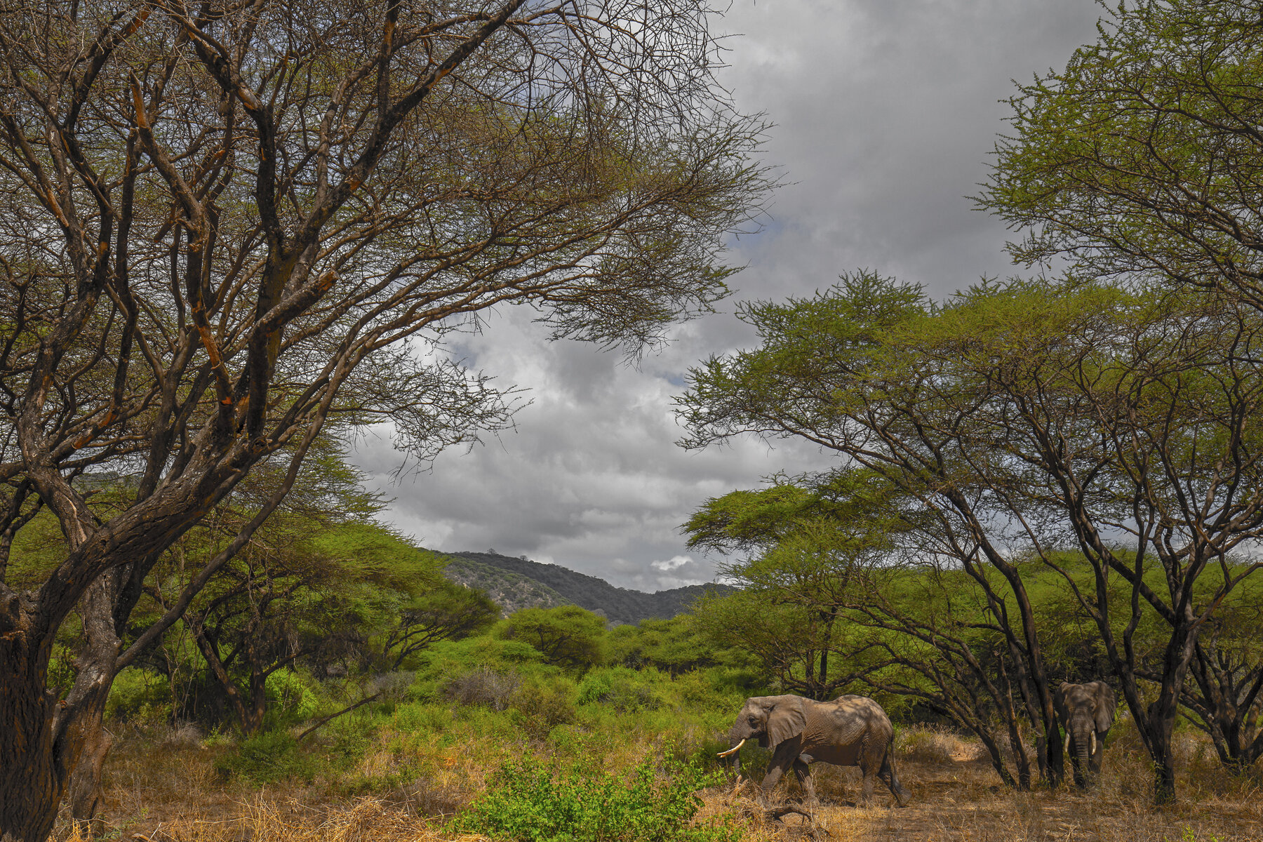 Elephants and Acacias