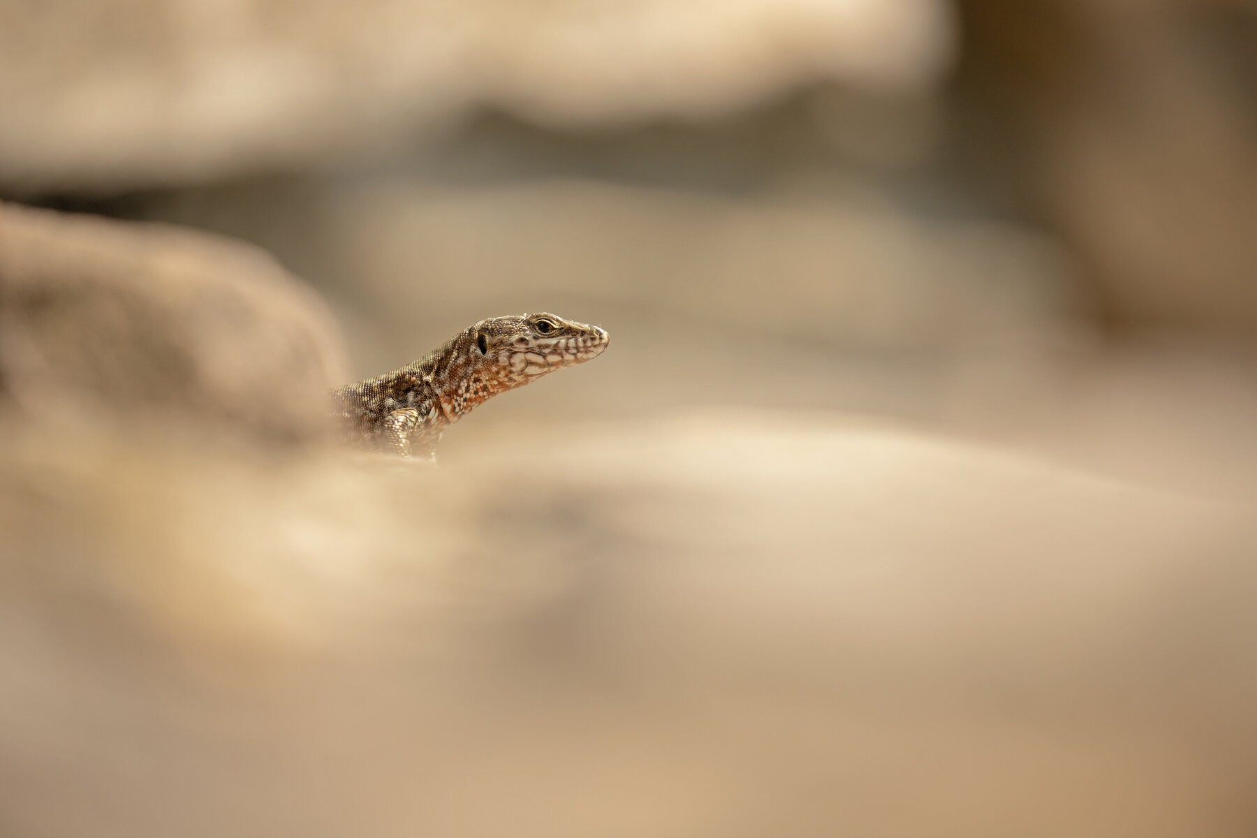 Blakan Wall Lizard