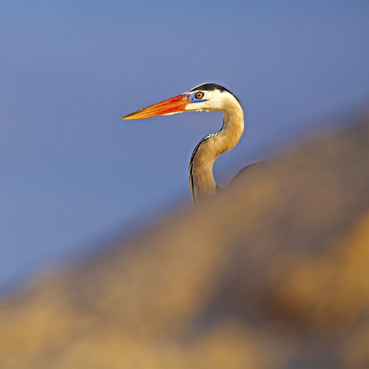 Great Blue Heron