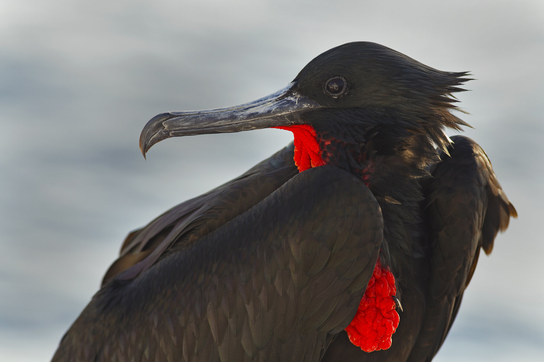 Great Frigate Bird Portrait 2