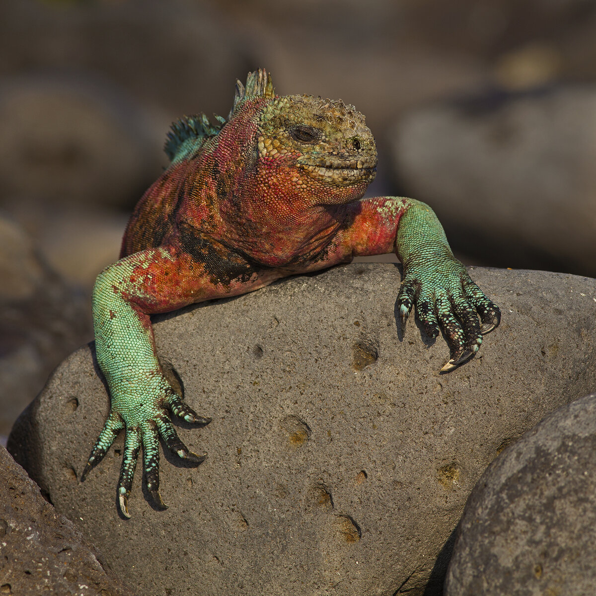 Marine Iguana Portrait