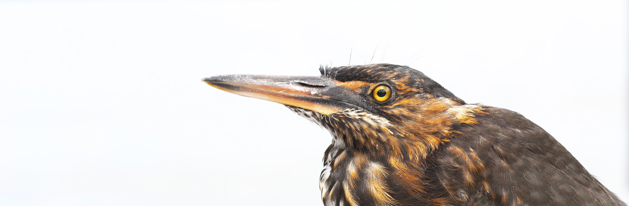 Lava Heron Portrait