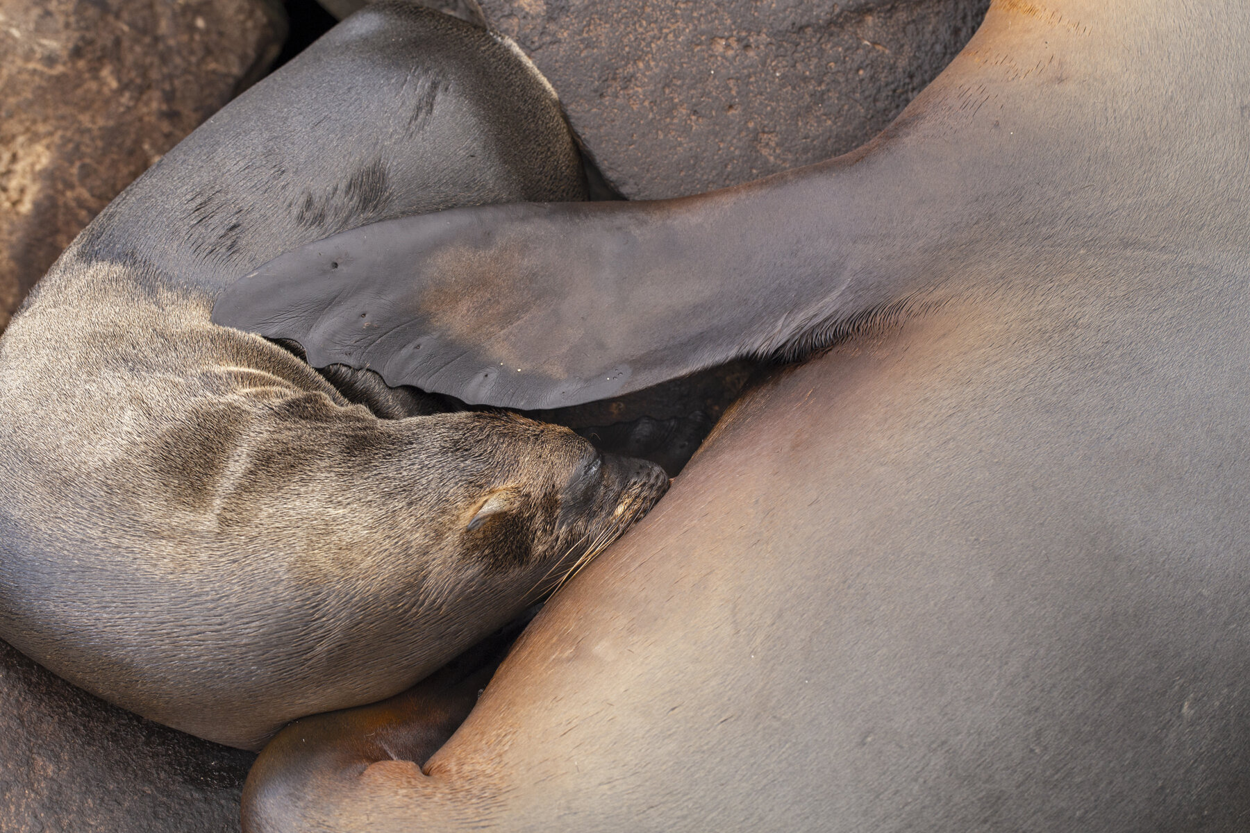 Suckling Sea Lion