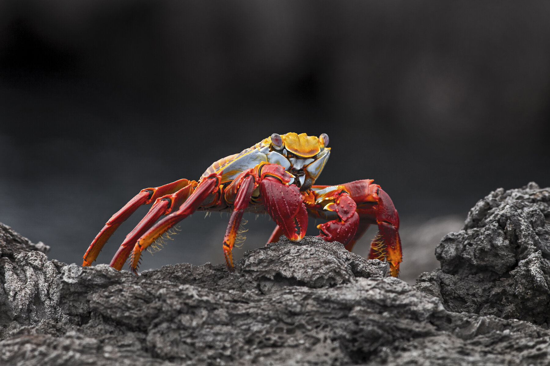 Sally Light Foot Crab Portrait 2