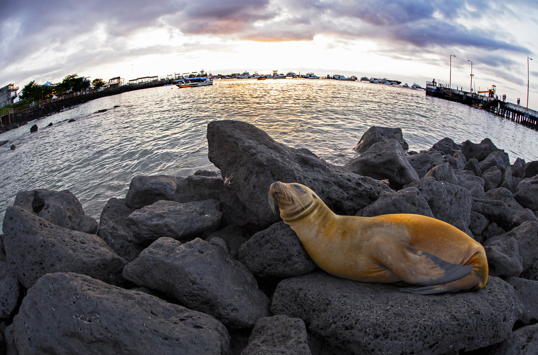 Sea Lion, King Of The Harbour