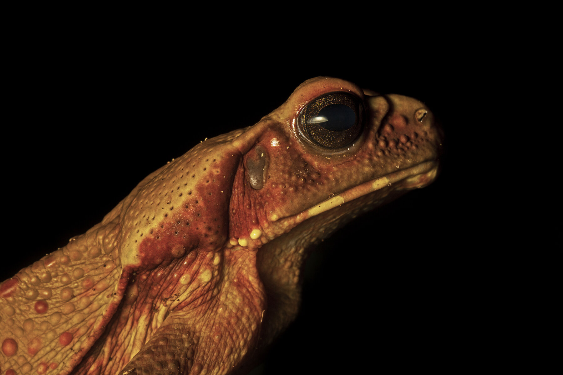 Cane Toad Portrait