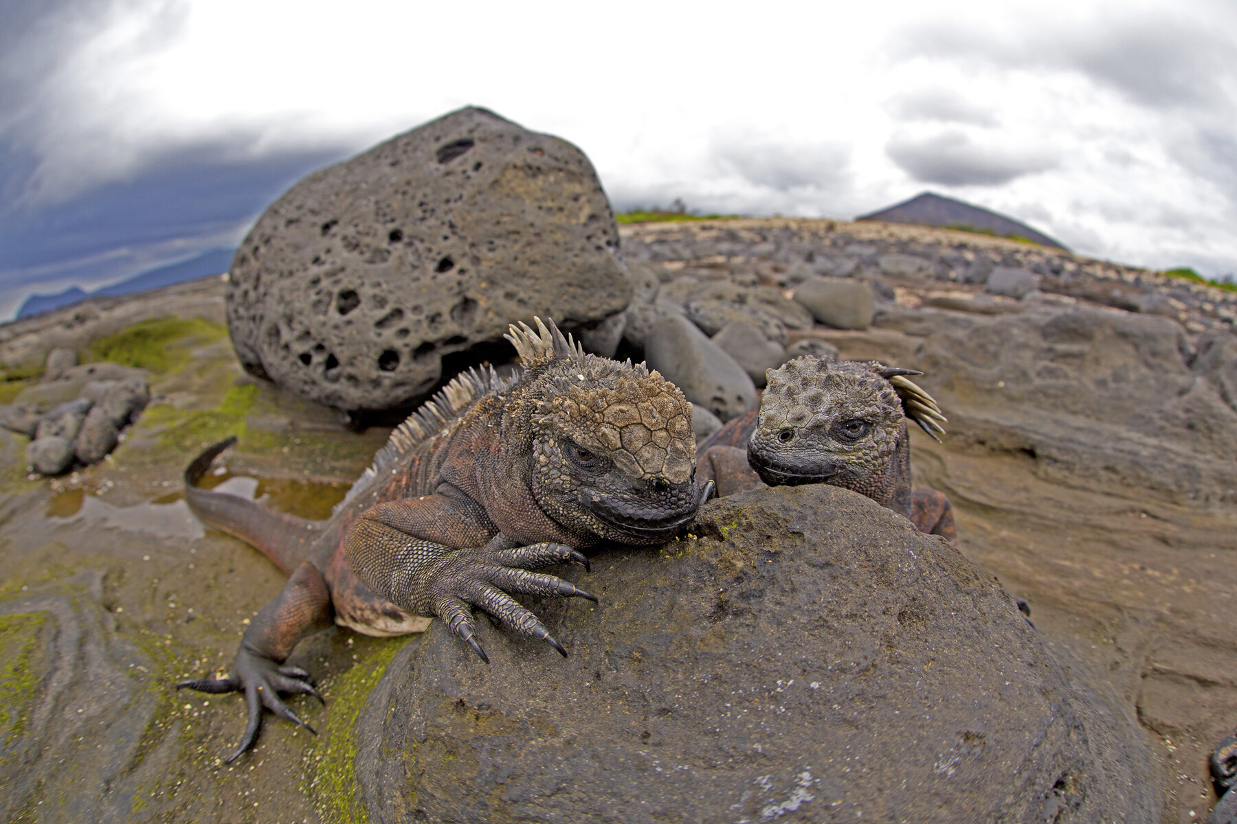 Marine Iguanas Realm