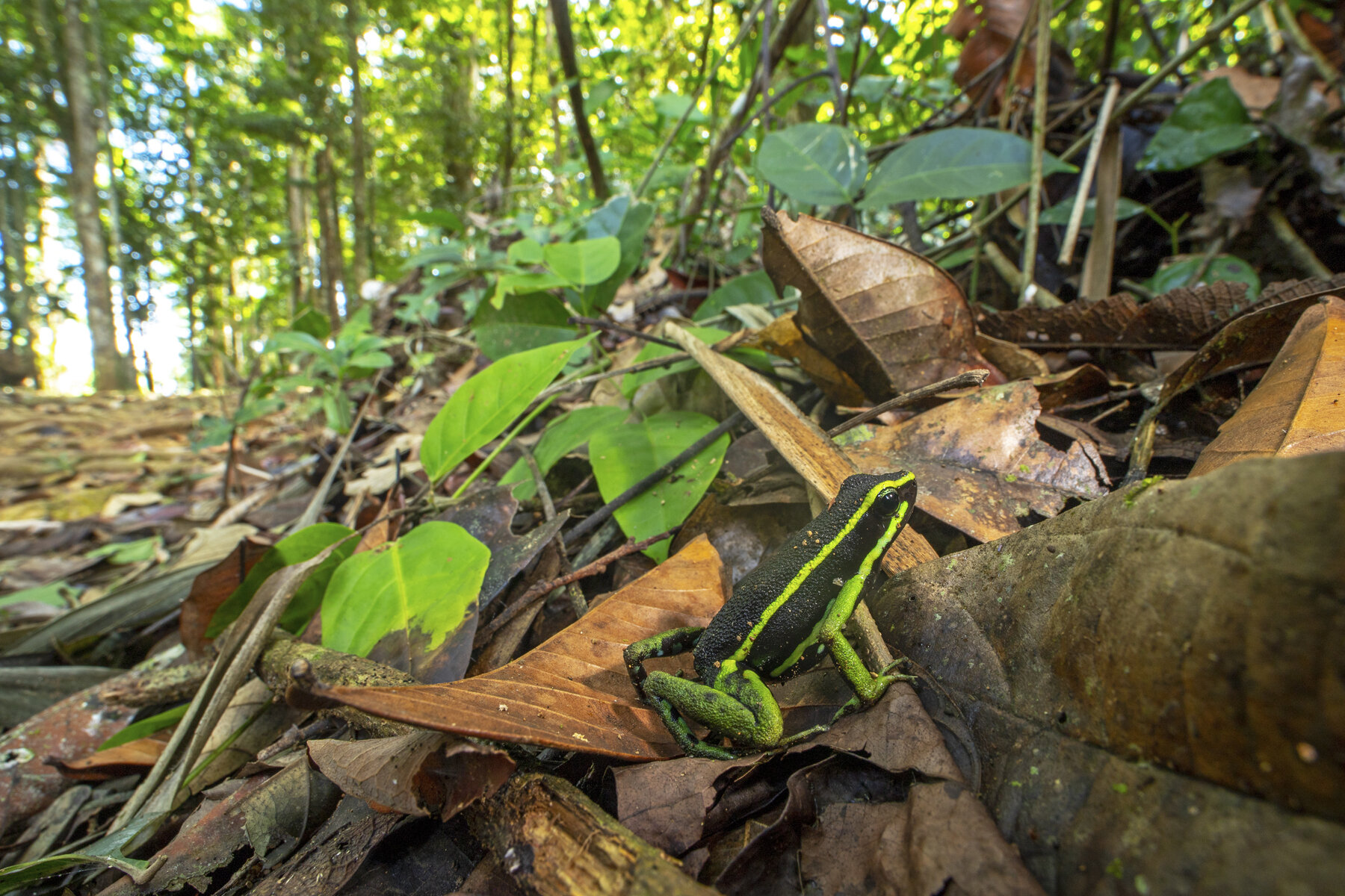 Three Stripe Dart Frog In Habitat