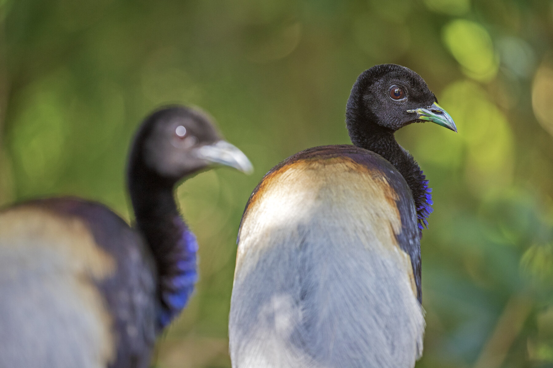 Trumpeter Birds