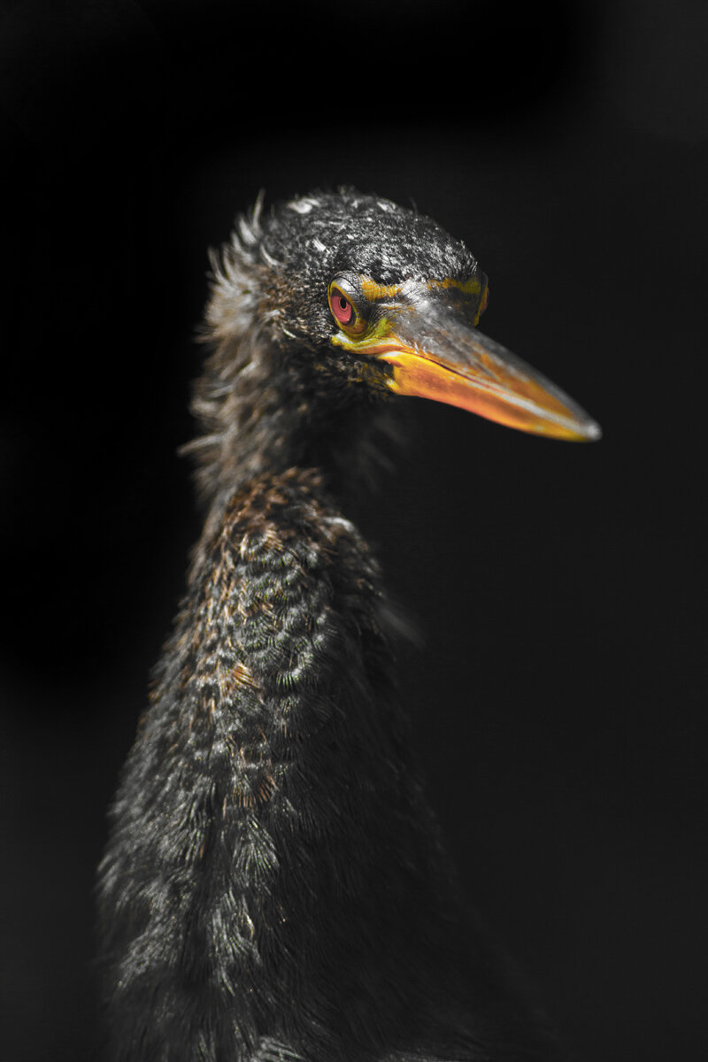 Anhinga Portrait