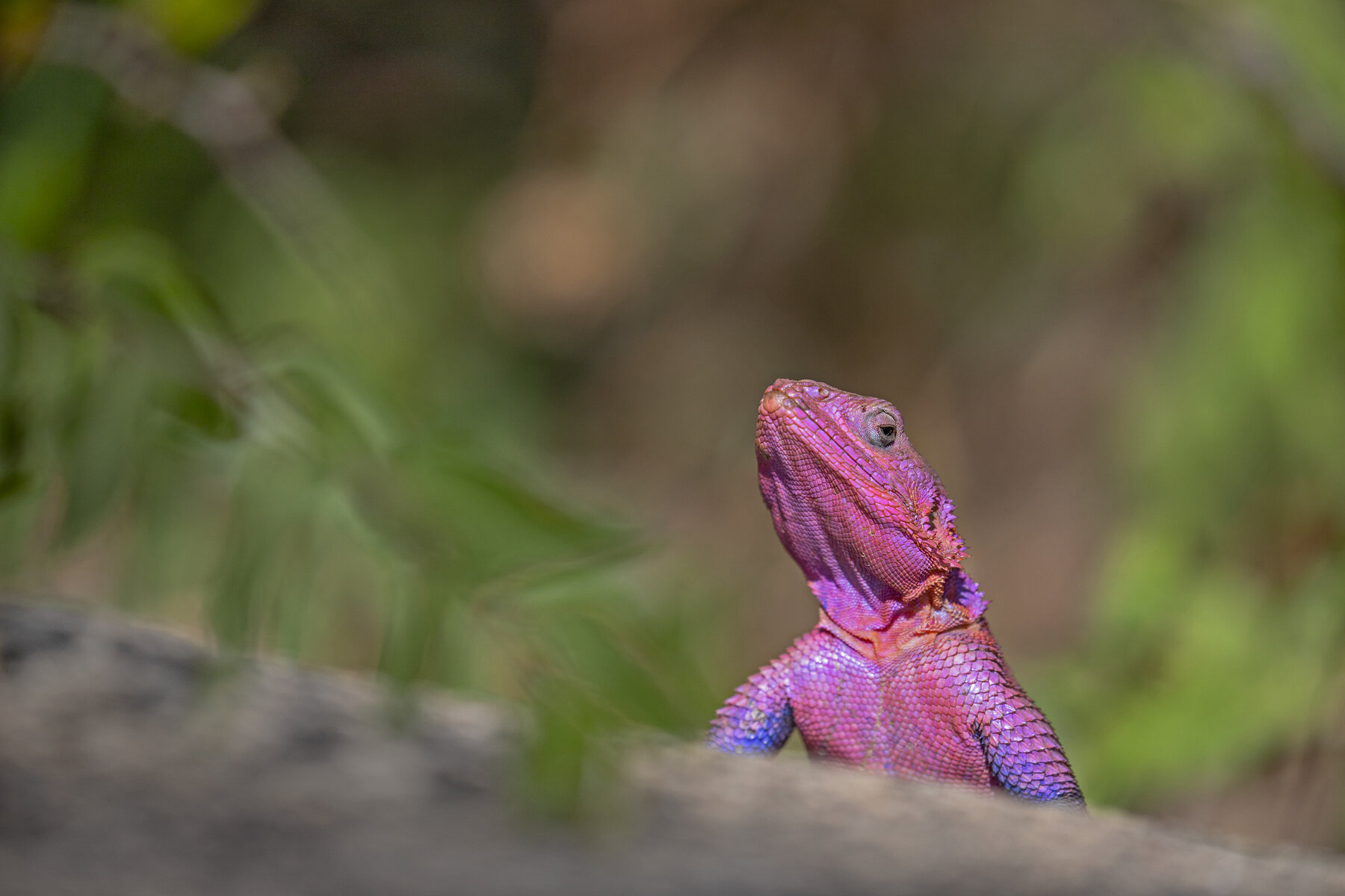 Mwanza Flat Headed Rock Agama