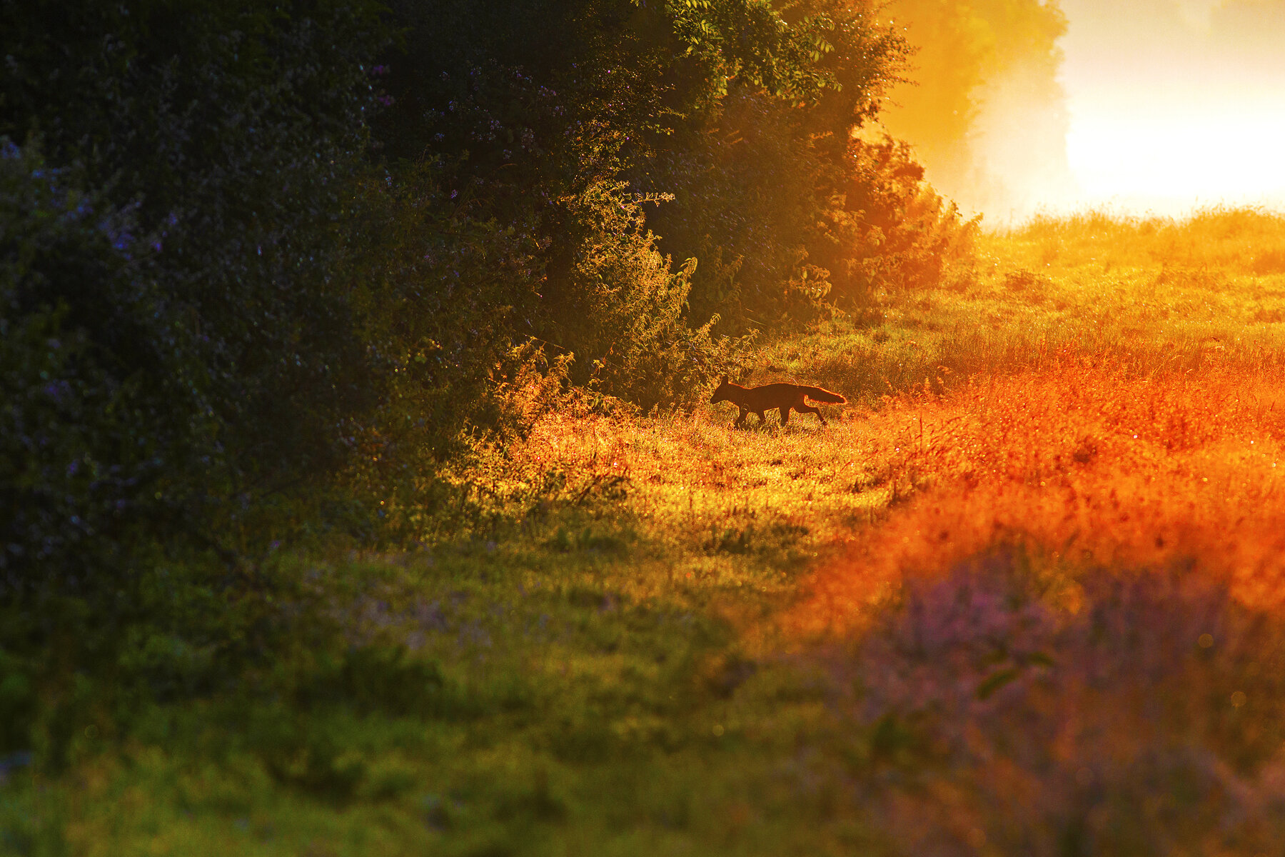 The Dawn Fox
