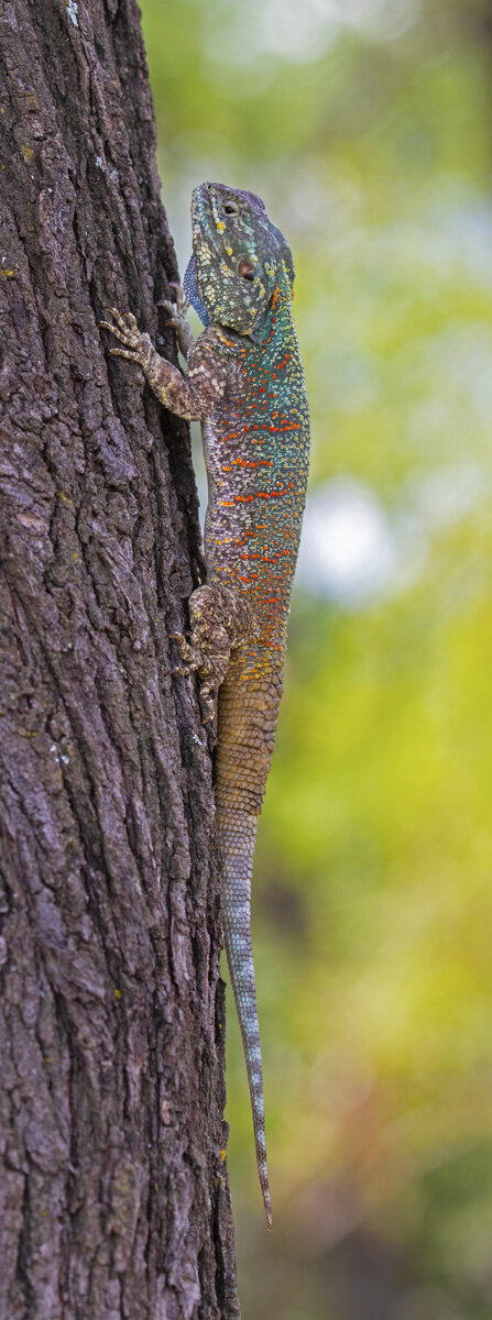 Agama Portrait