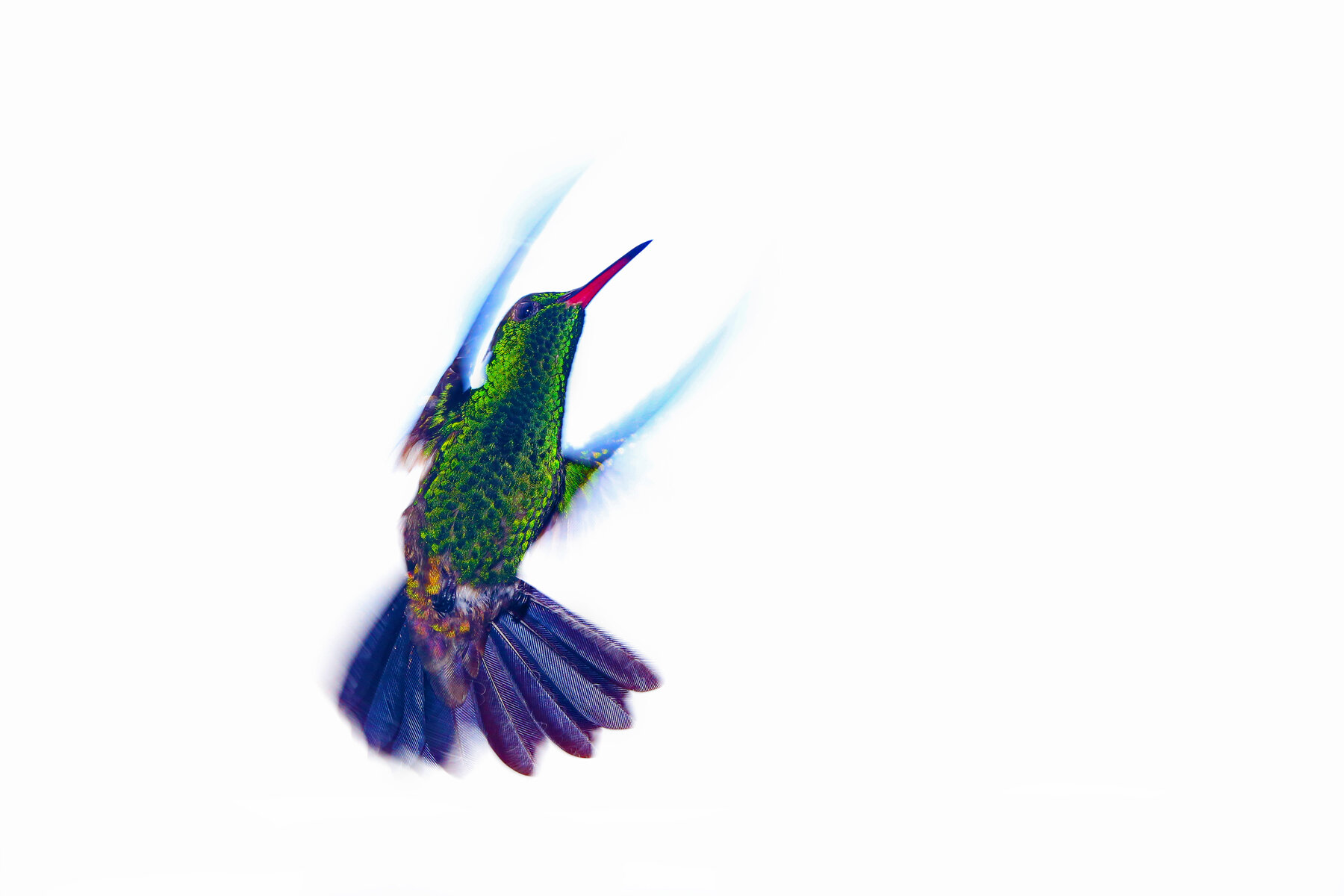 Flying Jewel