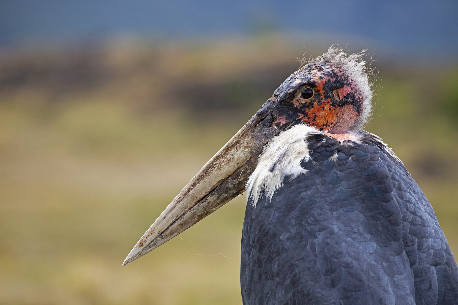 Marabou Stork Portrait In Colour