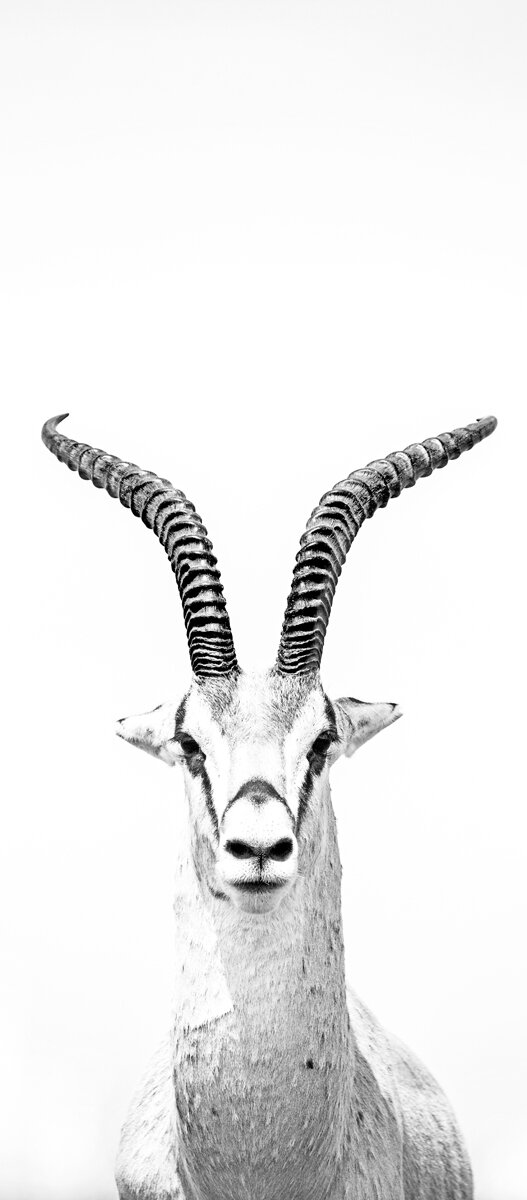 Grant's Gazelle B&W